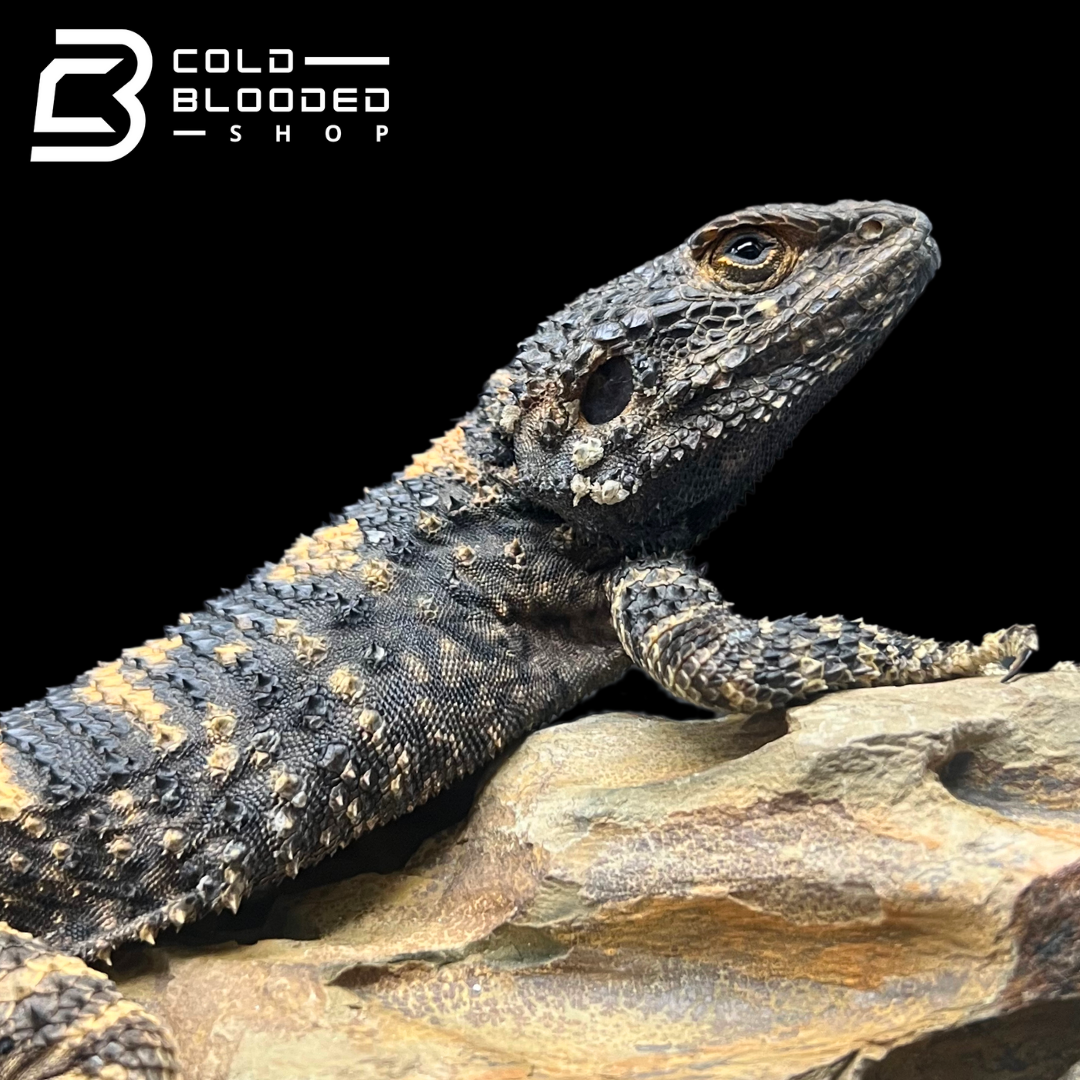 Painted Agamas - Laudakia stellio brachydactyla