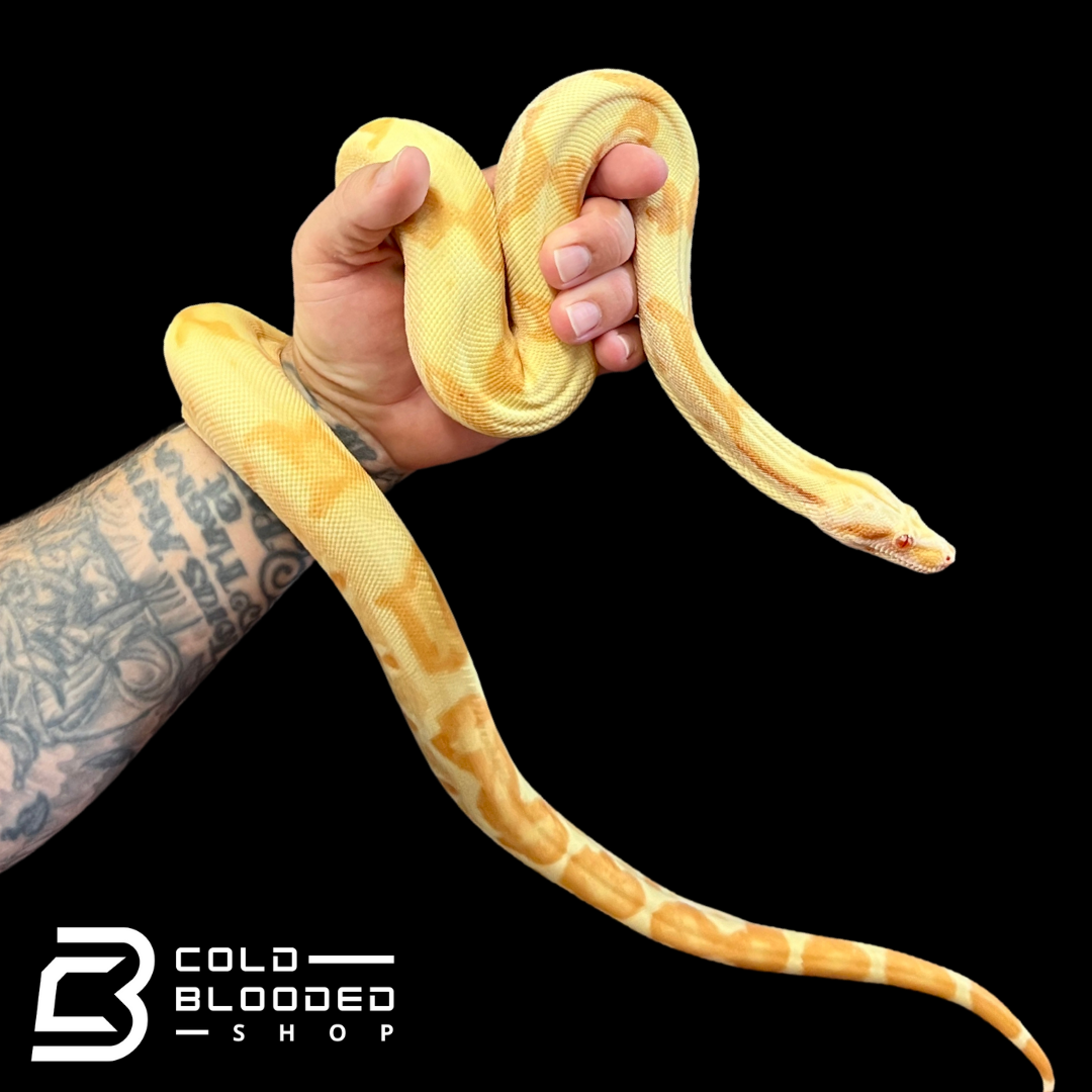 Boas For Sale  Shop NERD Boas and Boa Morphs – New England Reptile - NERD