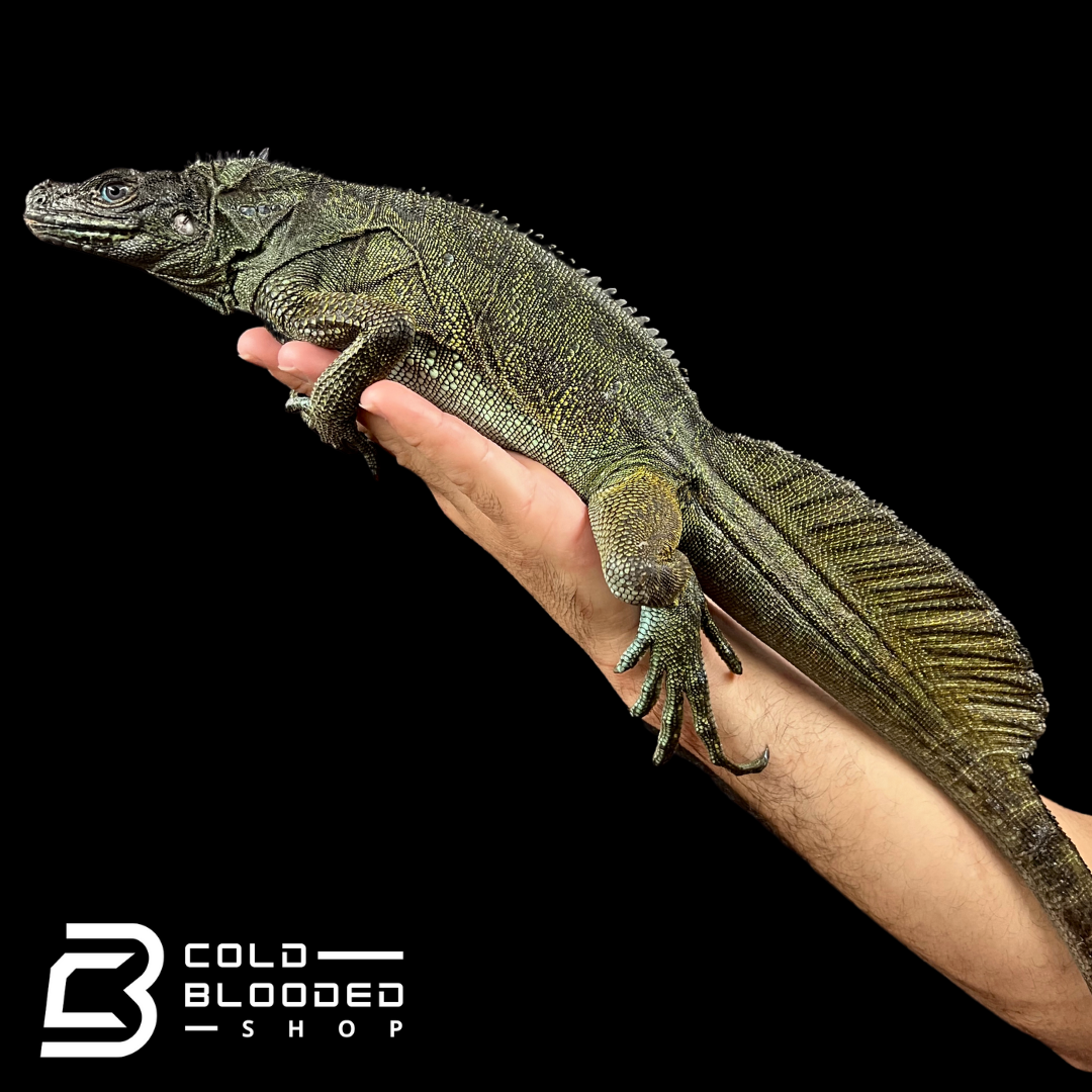 Weberi Sailfin Dragon Lizard - Hydrosaurus weberi #1