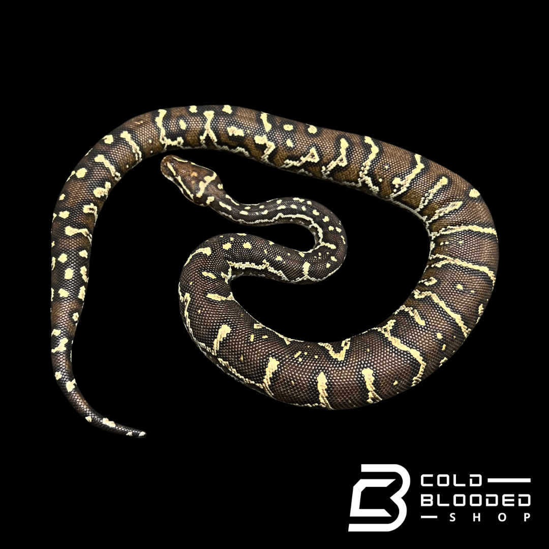 Female Angolan Python - Python anchietae