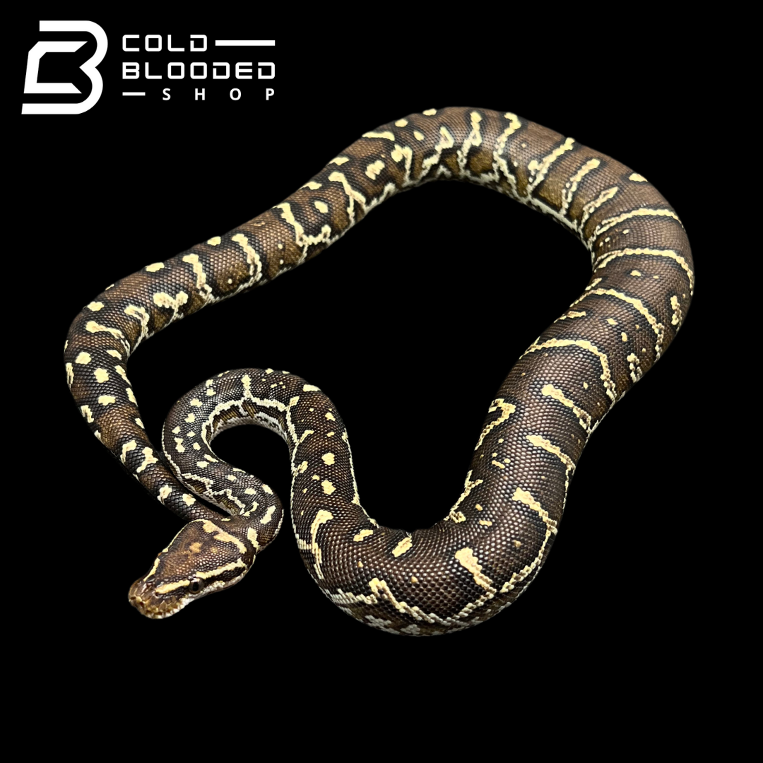 Female Angolan Python - Python anchietae