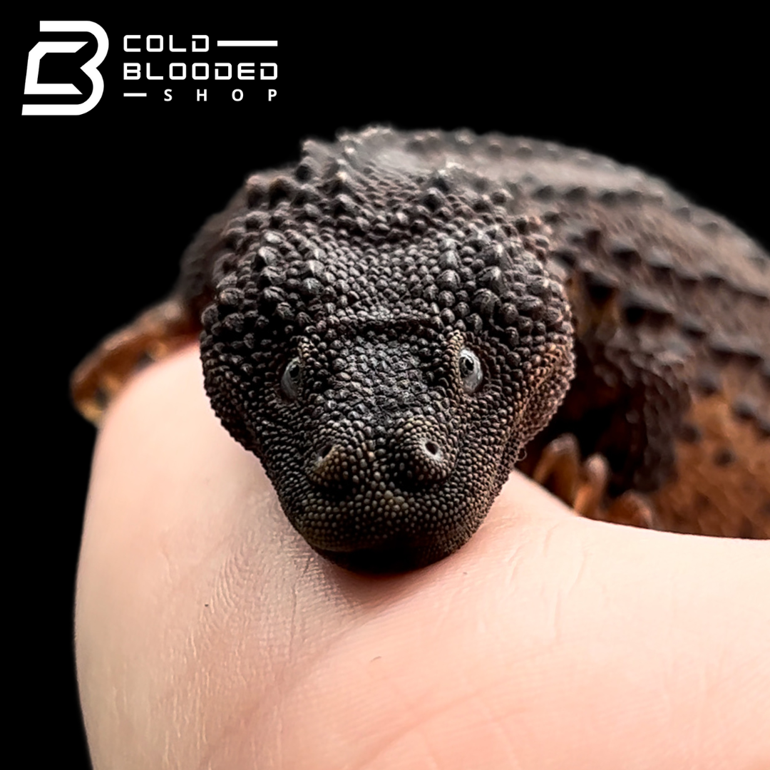 Adult Borneo Earless Monitor Lizards - Lanthanotus borneensis