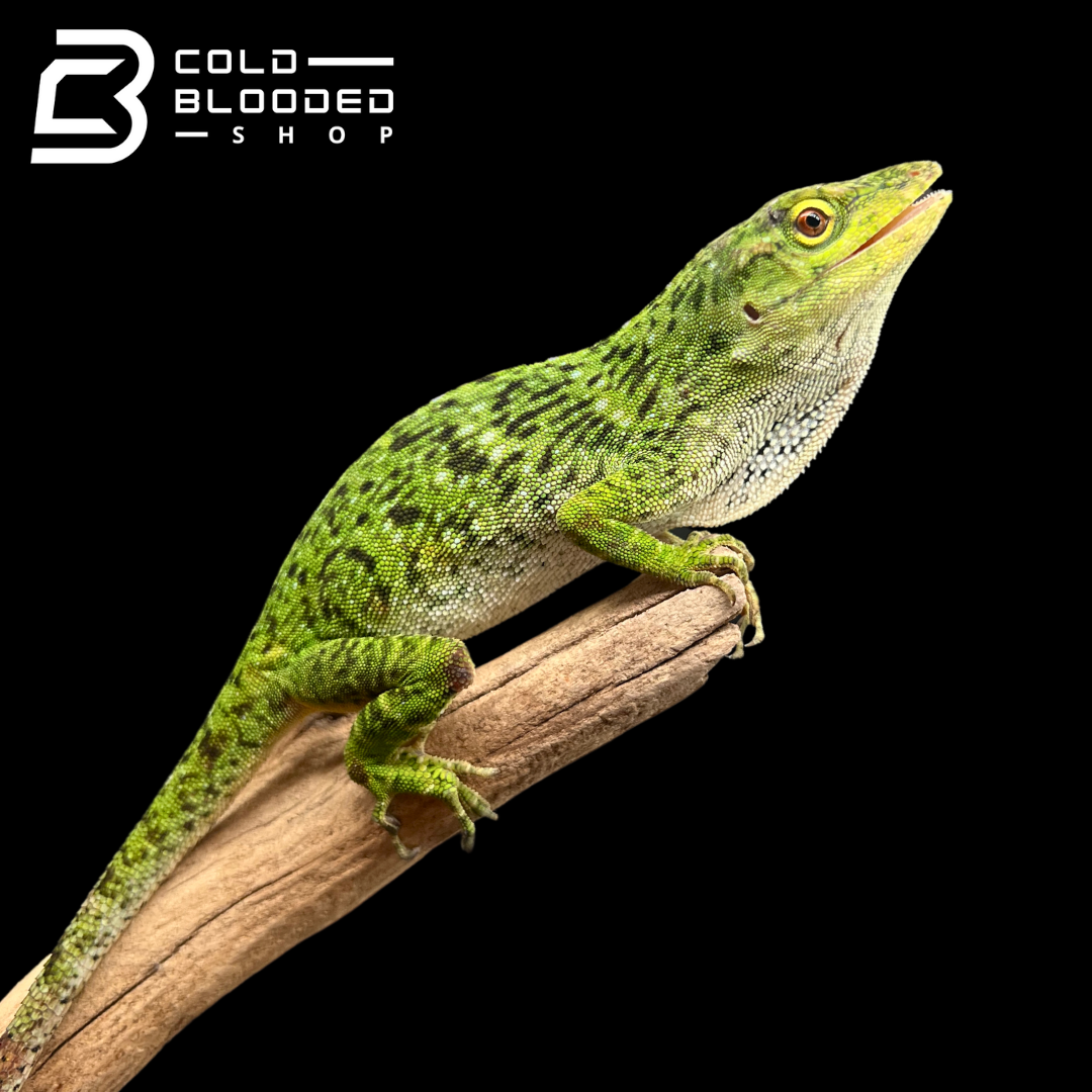 Neotropical Giant Green Anole - Anolis biporcatus