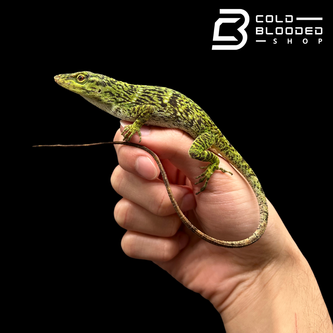 Neotropical Giant Green Anole - Anolis biporcatus