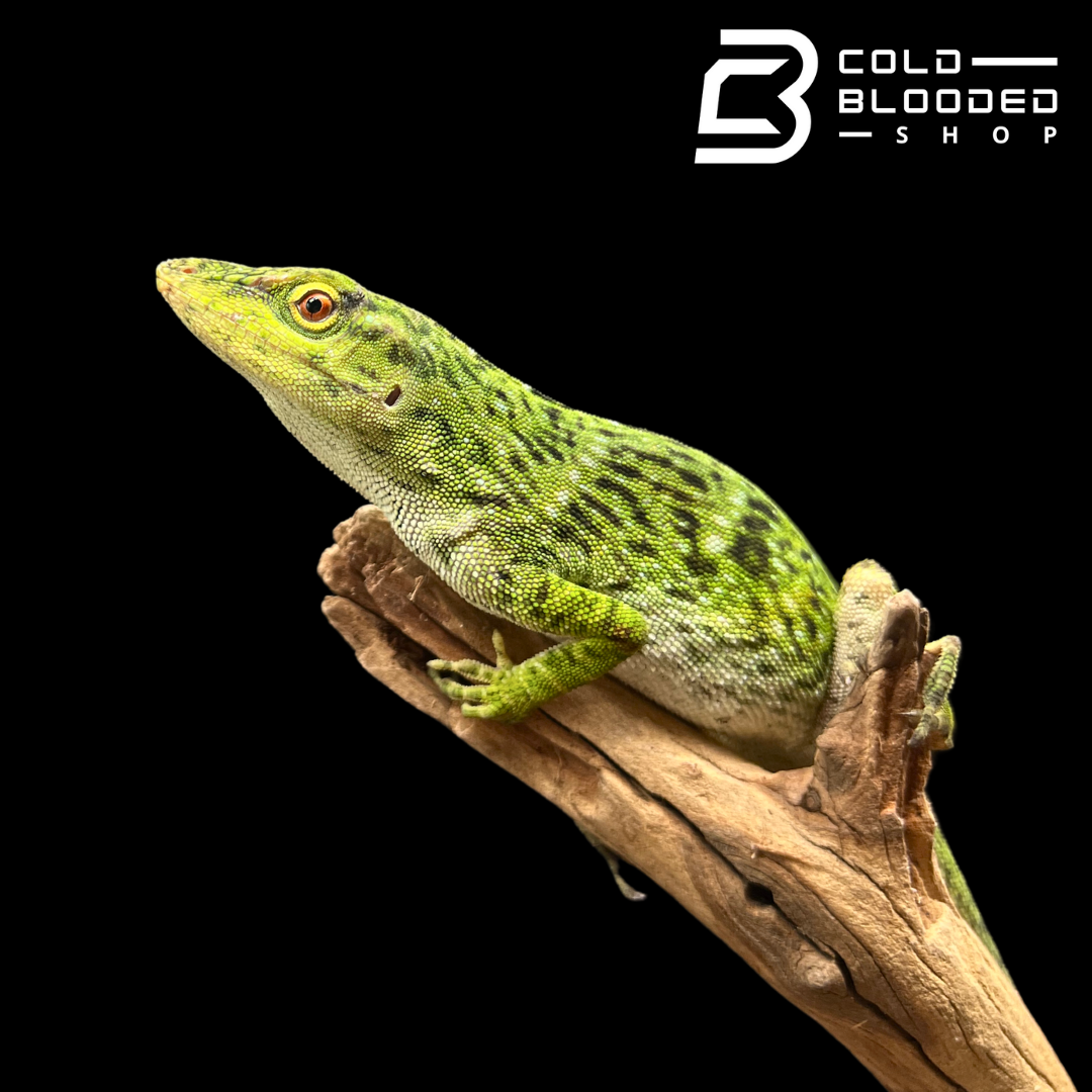 Neotropical Giant Green Anole - Anolis biporcatus