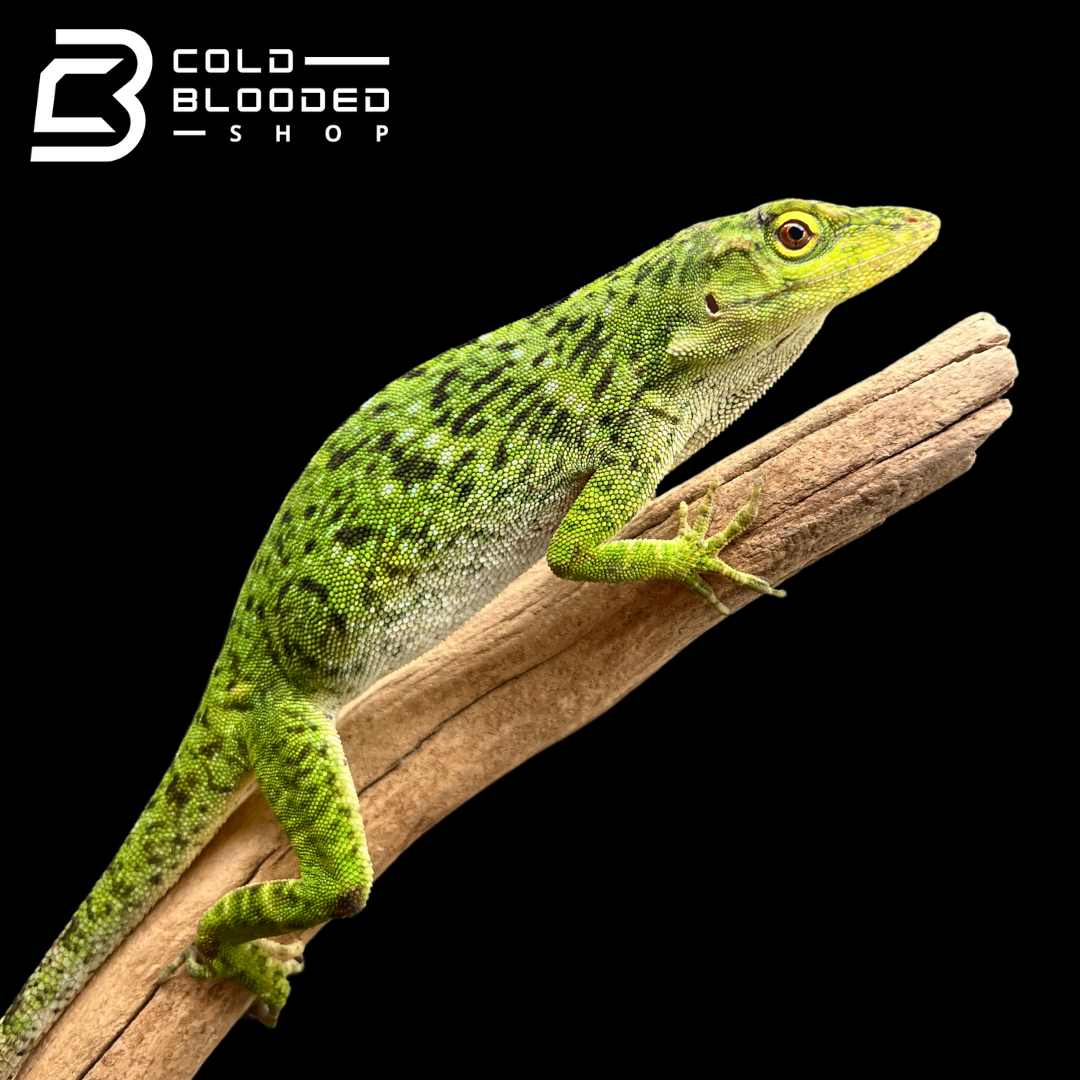 Neotropical Giant Green Anole - Anolis biporcatus