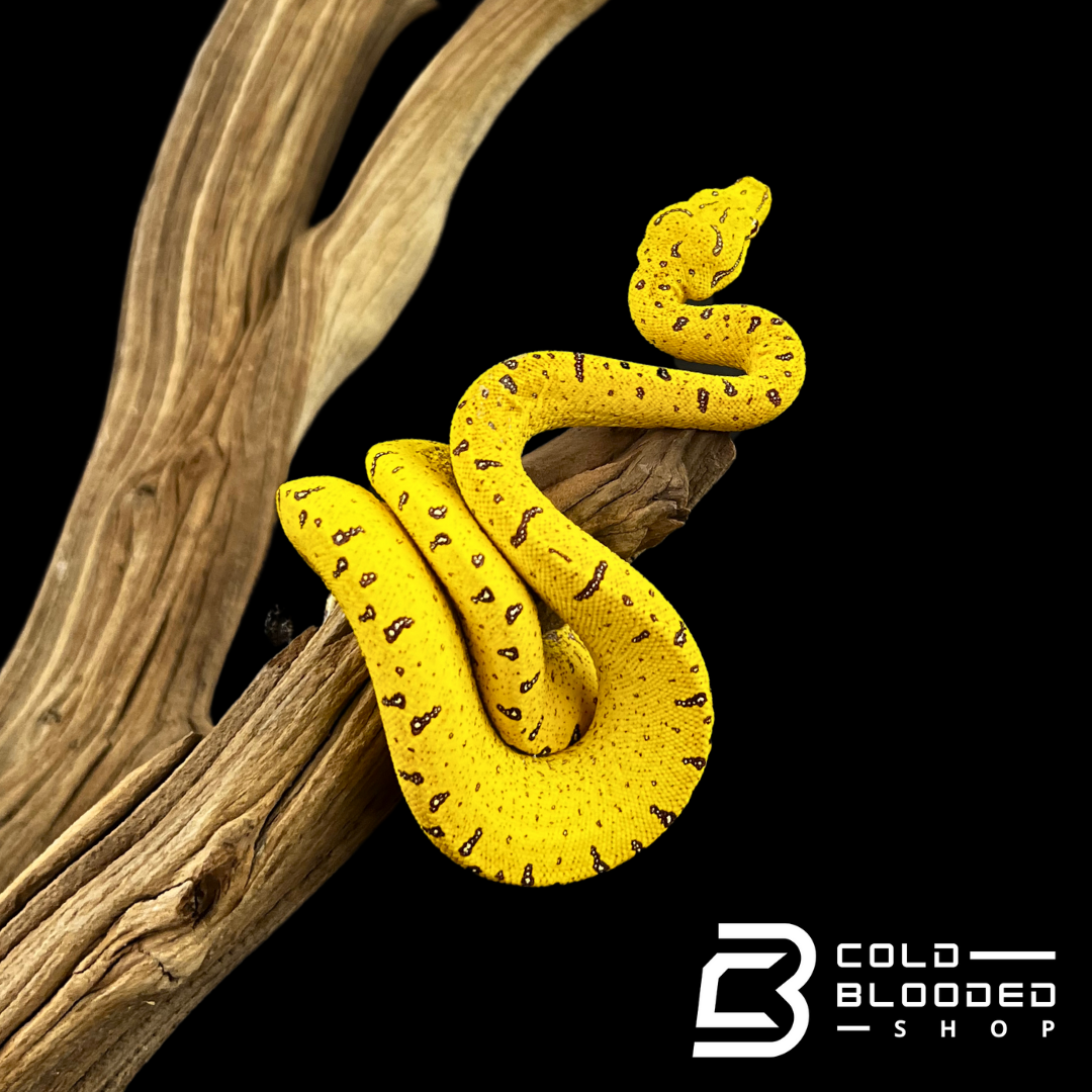 Merauke Green Tree Python - Morelia viridis