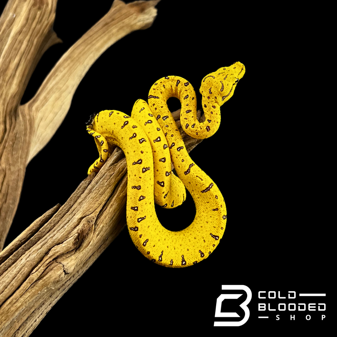 Merauke Green Tree Python - Morelia viridis