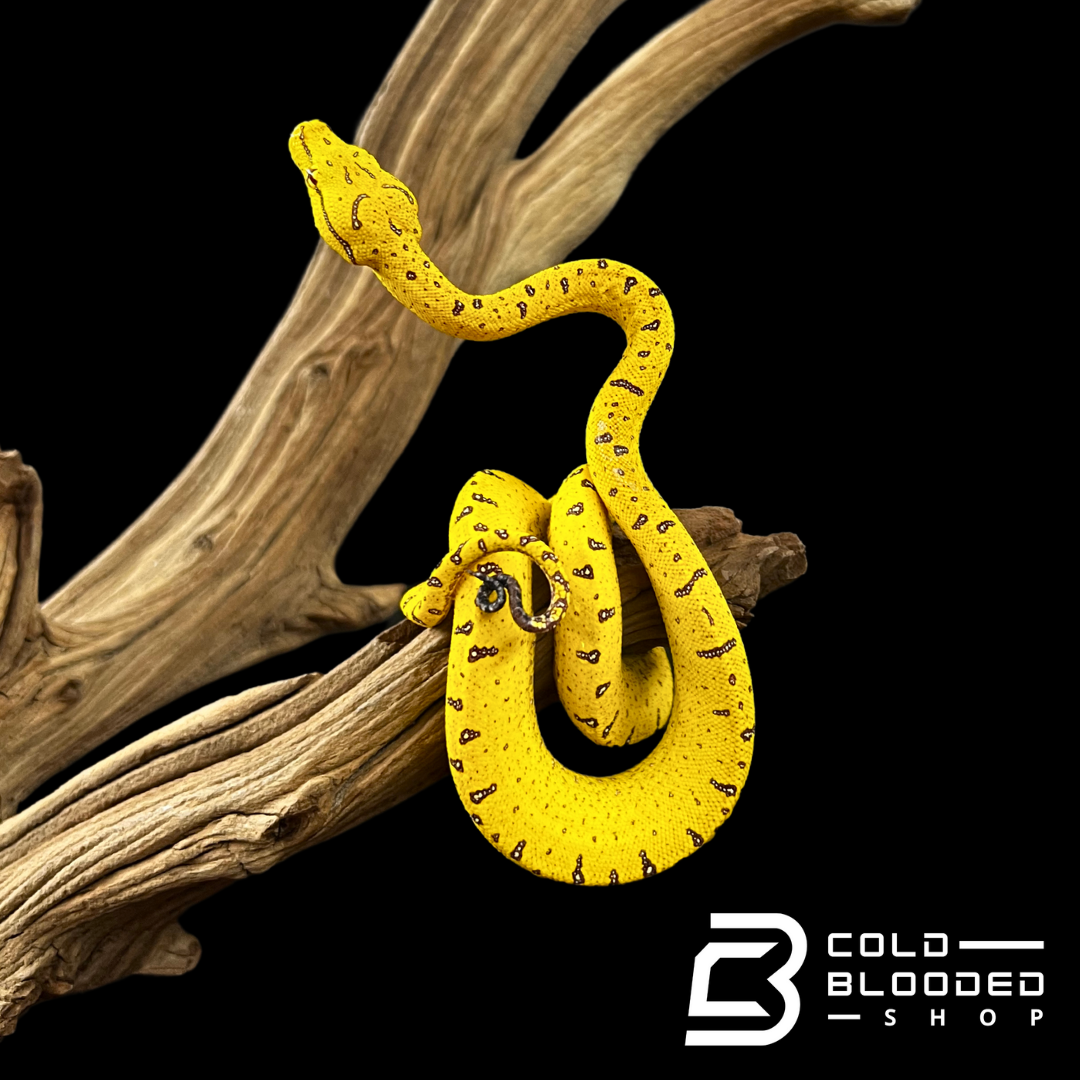 Merauke Green Tree Python - Morelia viridis