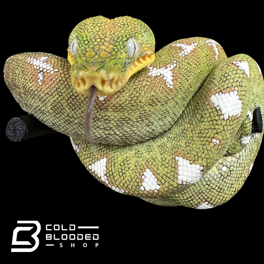 Amazon Basin Emerald tree boa female #5 - Corallus Batesii