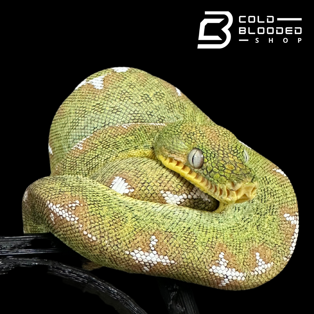 Amazon Basin Emerald tree boa female #5 - Corallus Batesii
