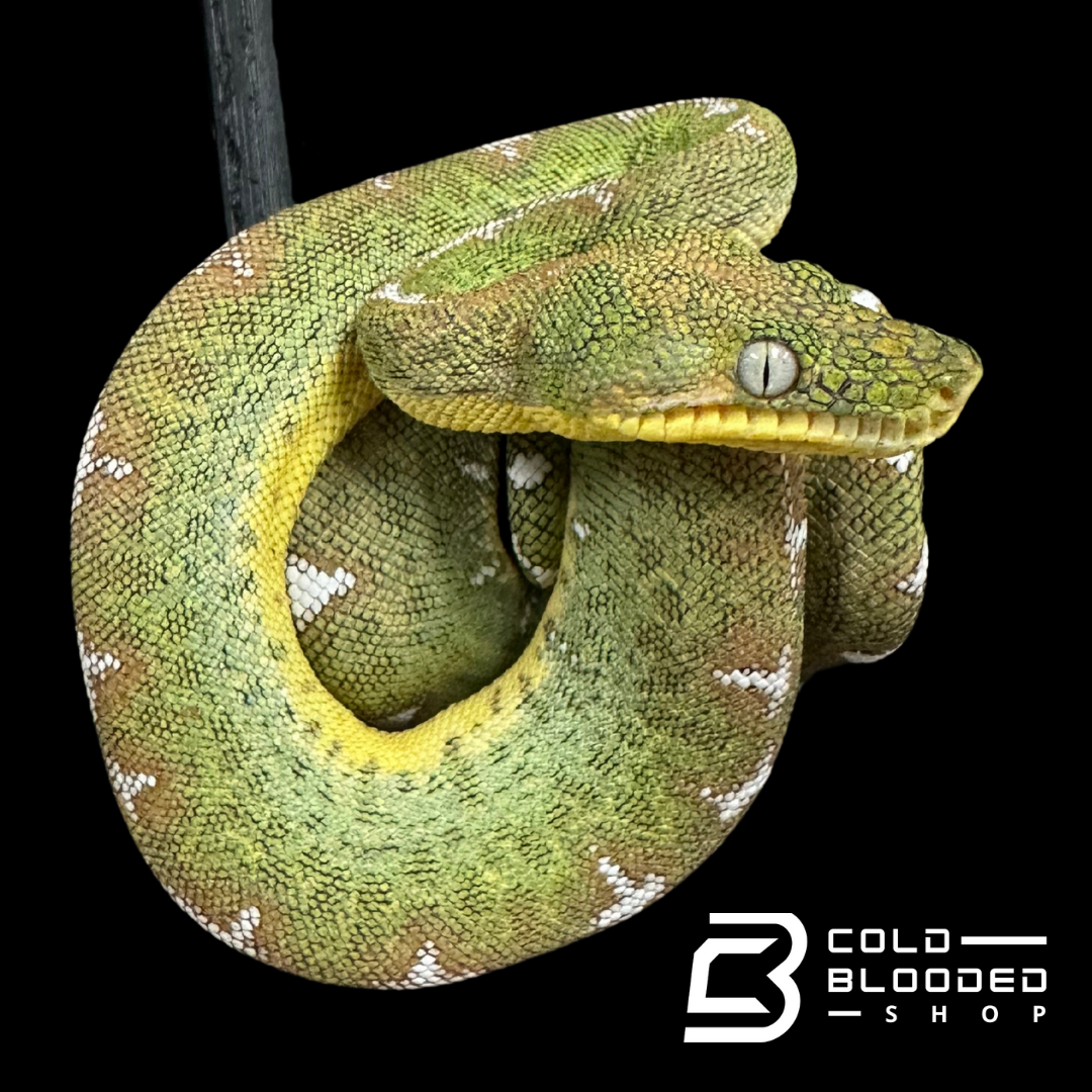 Amazon Basin Emerald tree boa female #5 - Corallus Batesii