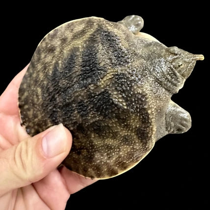 New Guinea giant softshell - Pelochelys bibroni