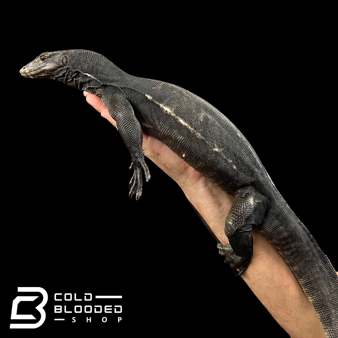 Juvenile Male Black Dragon Water Monitor - Varanus salvator #1
