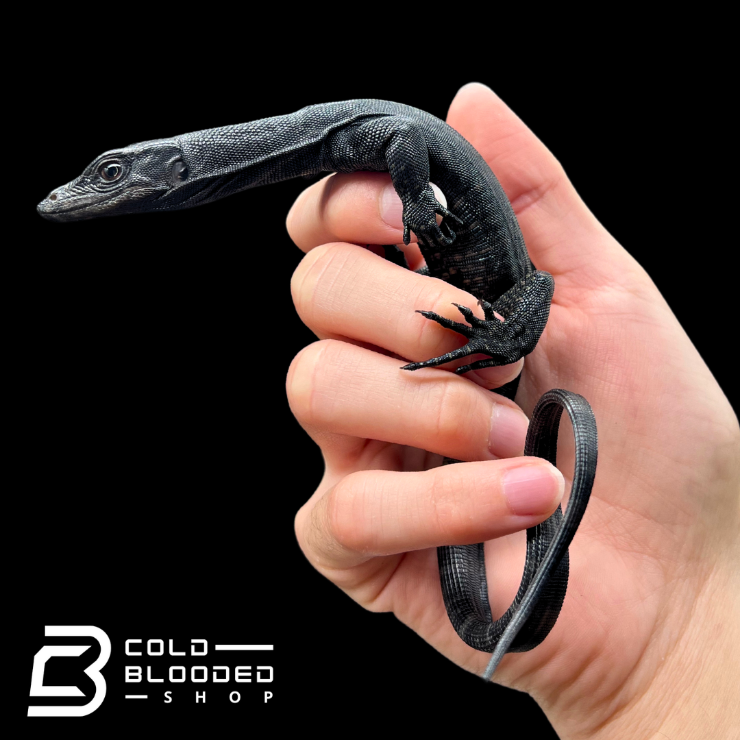 Baby Black Dragon Water Monitors - Varanus salvator