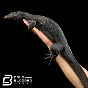 Juvenile Male Black Dragon Water Monitor - Varanus salvator #3