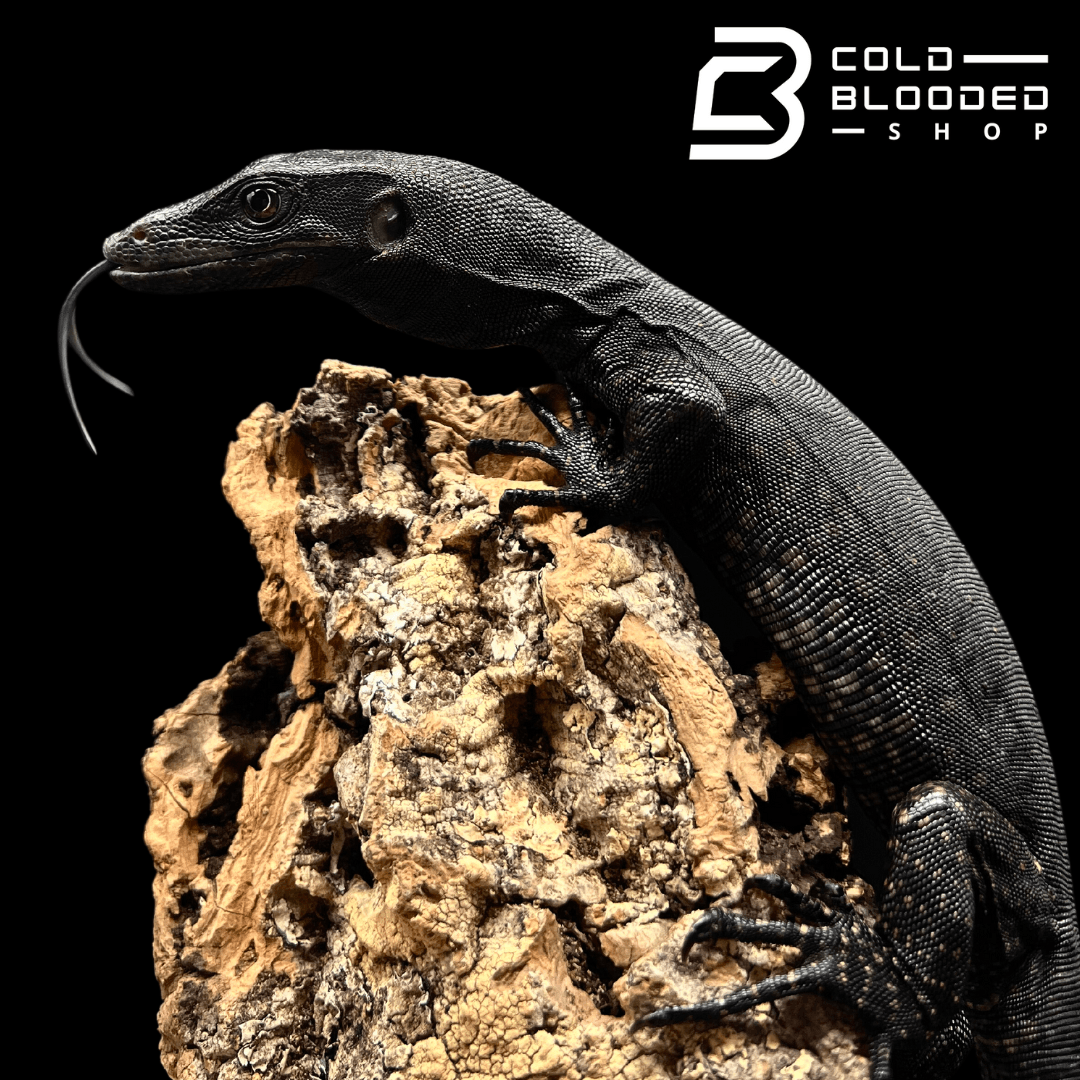 Black water monitor for sale cheap