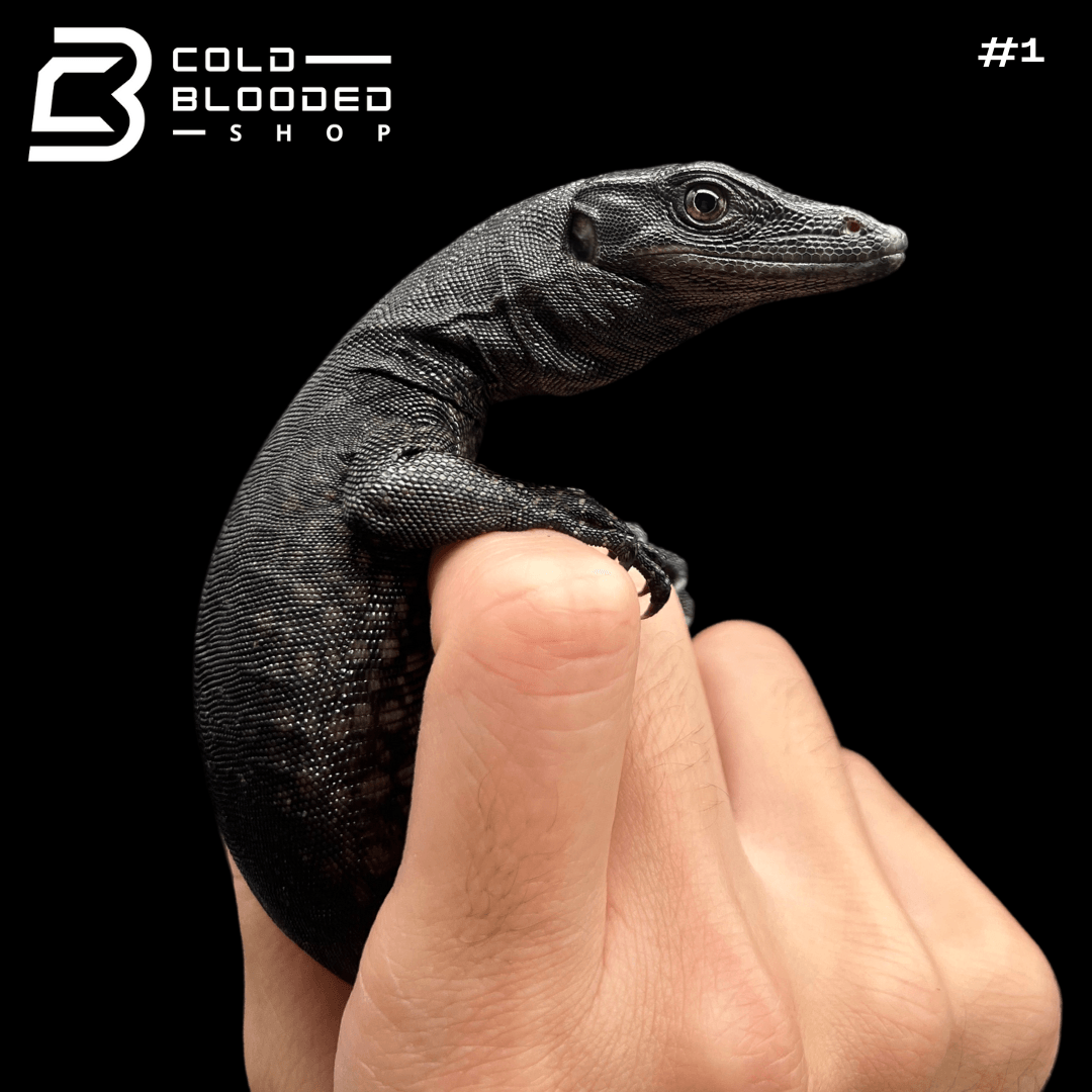 Baby Black Dragon Water Monitor - Varanus salvator - Cold Blooded Shop