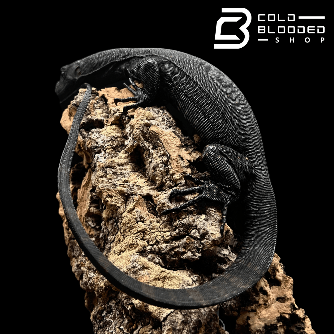 black dragon water monitor price