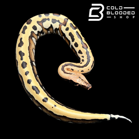 Goldeneye 100% Het T- Blood Python - Python brongersmai