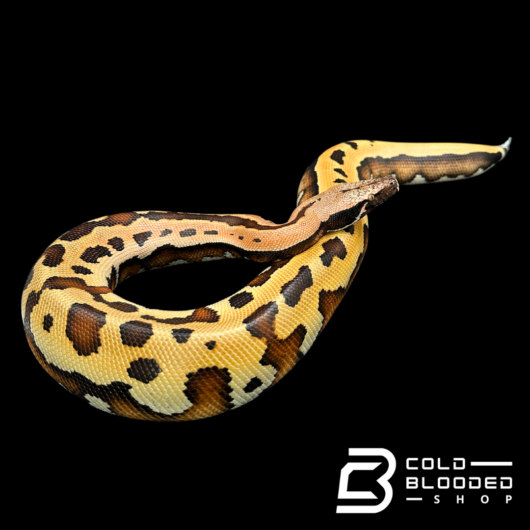 Goldeneye 100% Het T- Blood Python - Python brongersmai