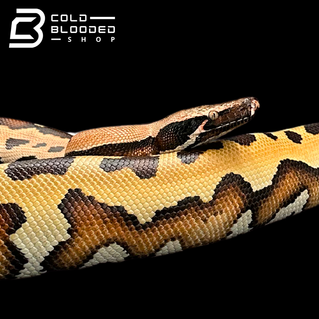 Goldeneye 100% Het T- Blood Python - Python brongersmai