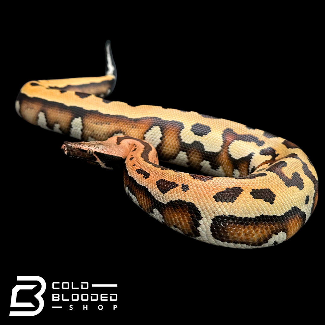 Goldeneye 100% Het T- Blood Python - Python brongersmai