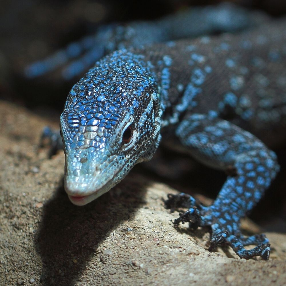 blue tree monitor fun facts genes - cbs