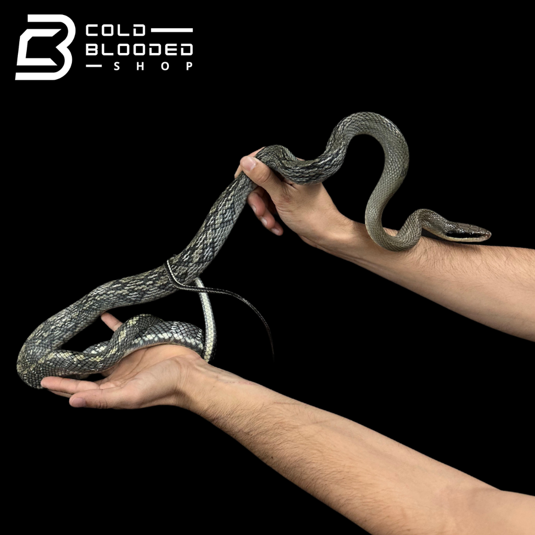 Vietnamese Blue Beauty Rat Snake - Orthriophis taeniurus callicyanous