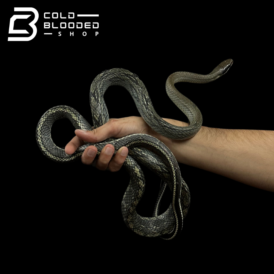 Vietnamese Blue Beauty Rat Snake - Orthriophis taeniurus callicyanous