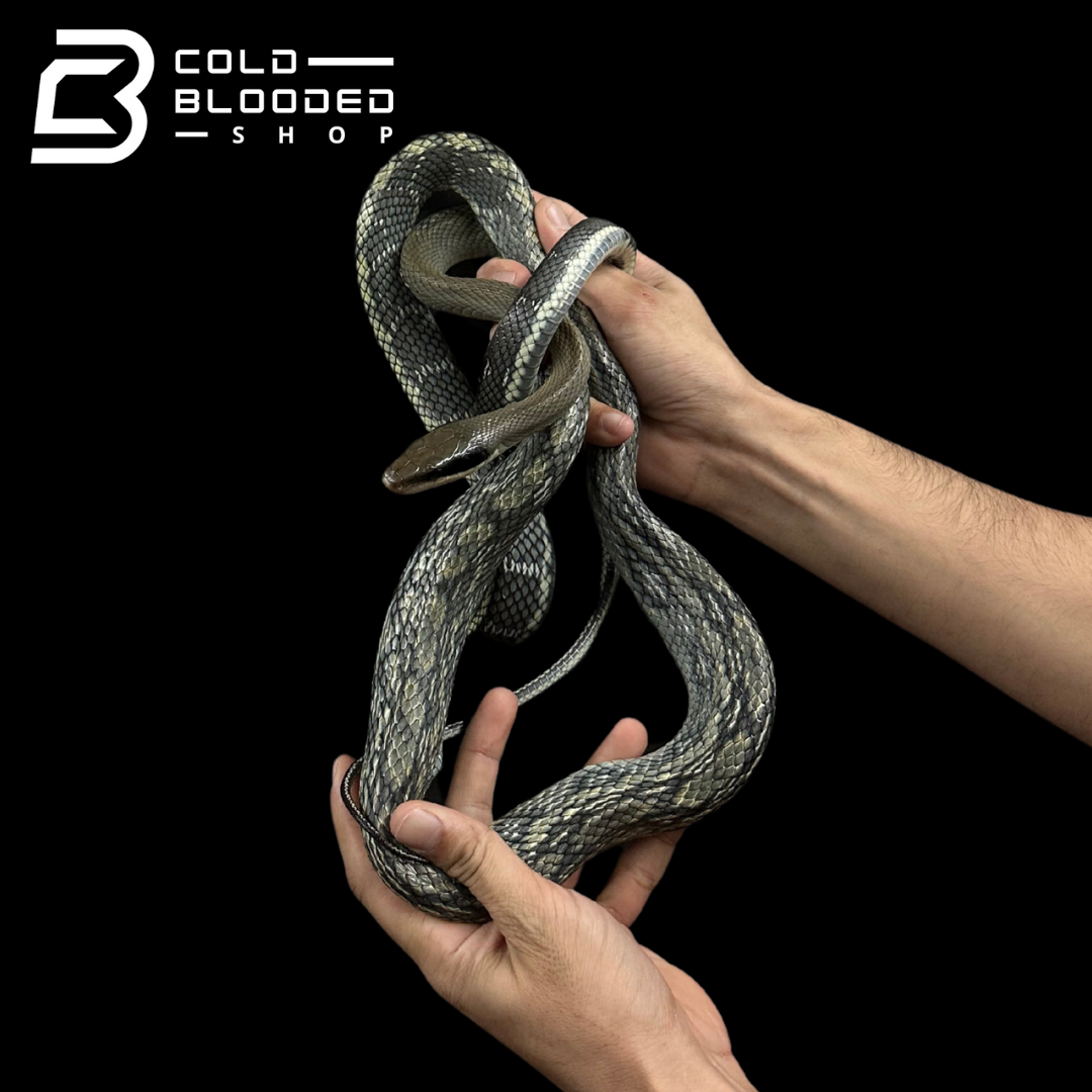 Vietnamese Blue Beauty Rat Snake - Orthriophis taeniurus callicyanous