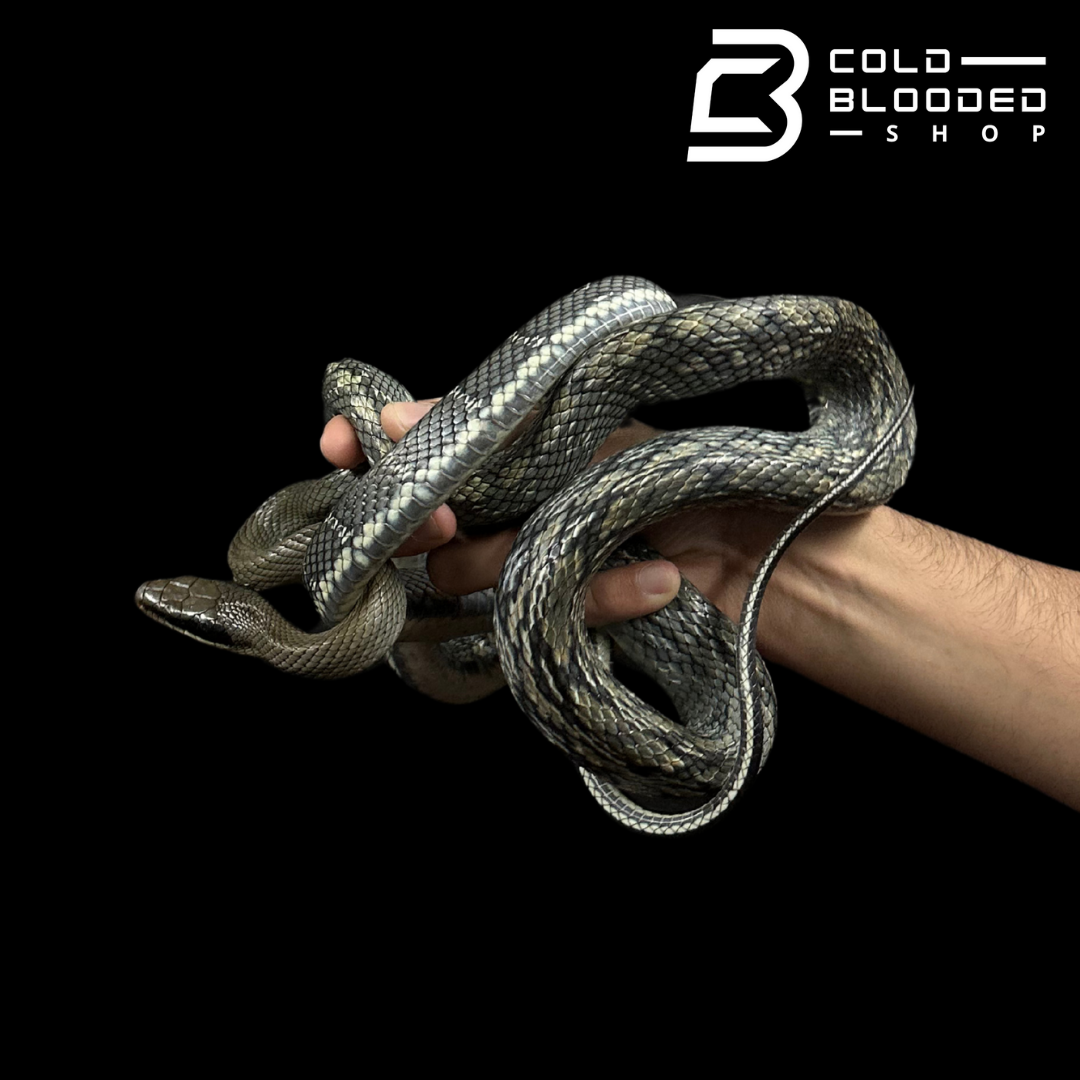 Vietnamese Blue Beauty Rat Snake - Orthriophis taeniurus callicyanous