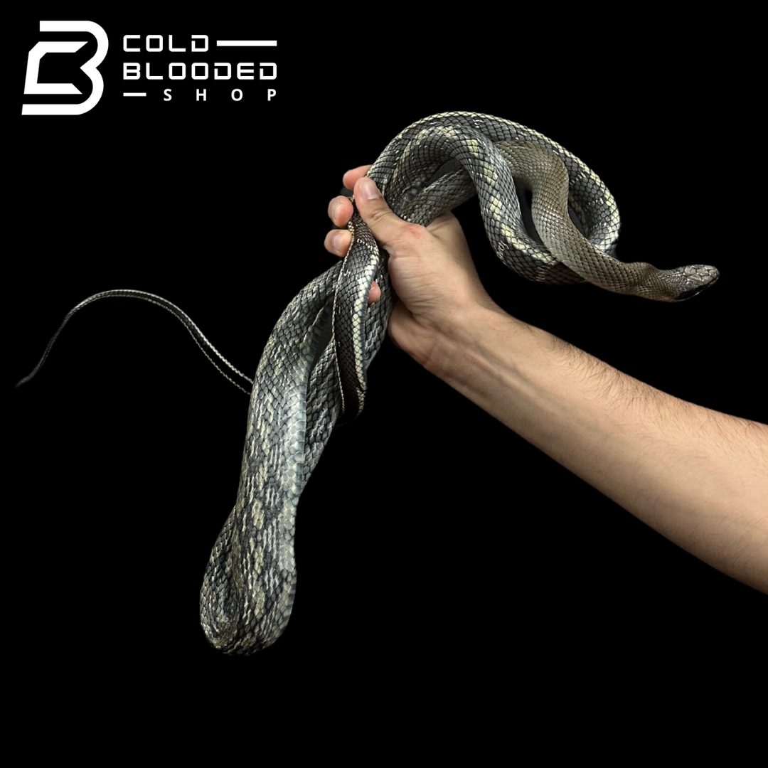 Vietnamese Blue Beauty Rat Snake - Orthriophis taeniurus callicyanous