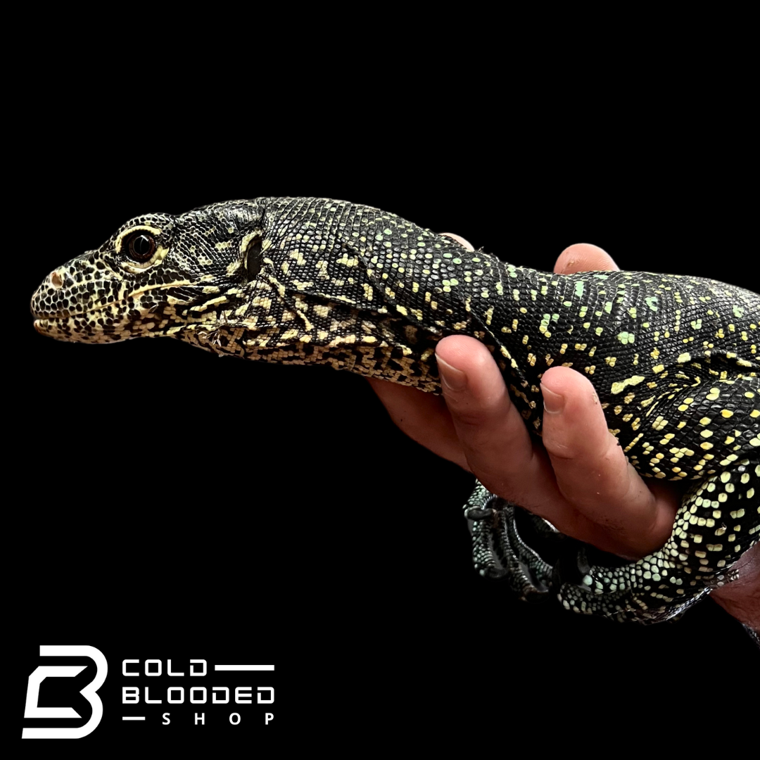 Adult Female Blue-tailed Monitor - Varanus doreanus #1