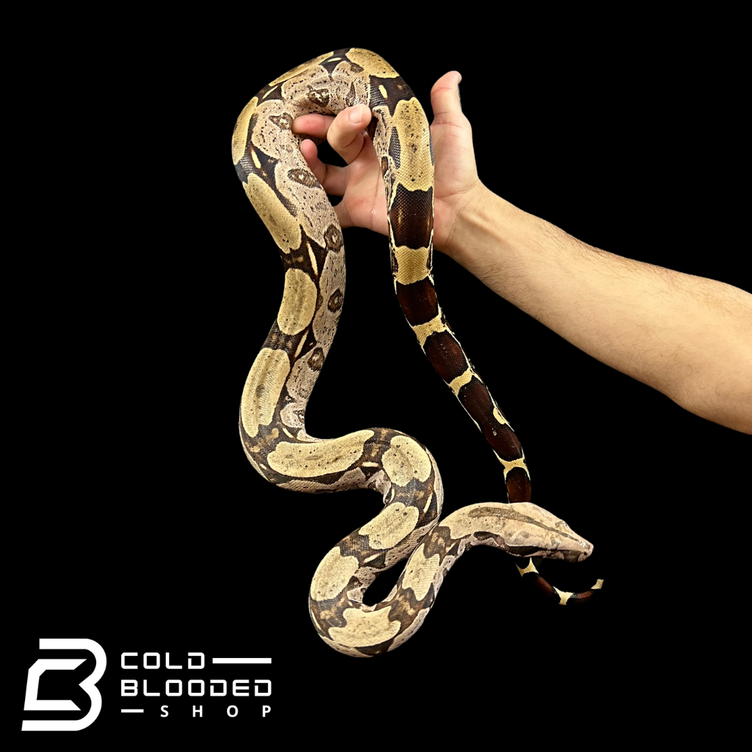 Suriname Boa Constrictors - Boa constrictor constrictor