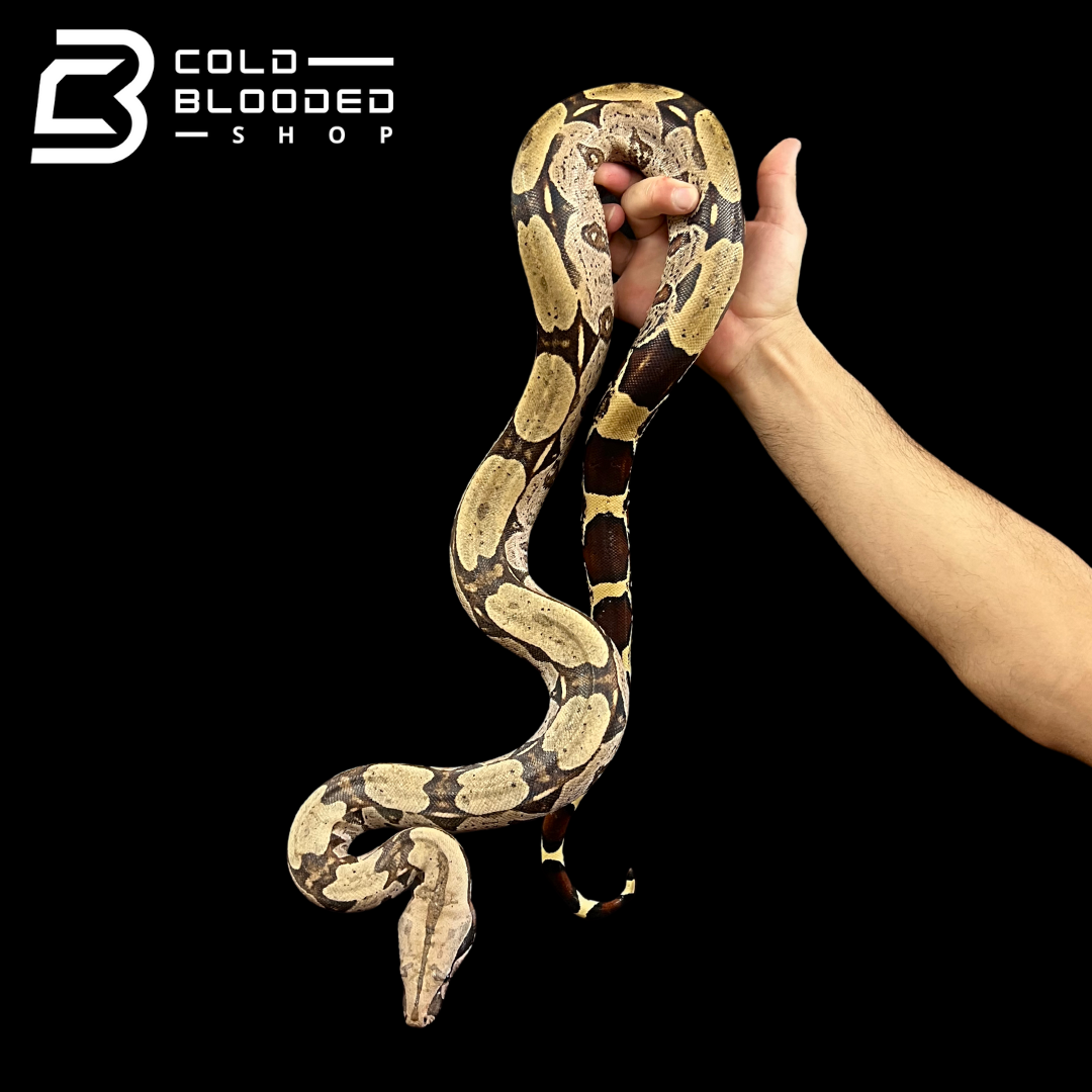 Suriname Boa Constrictors - Boa constrictor constrictor
