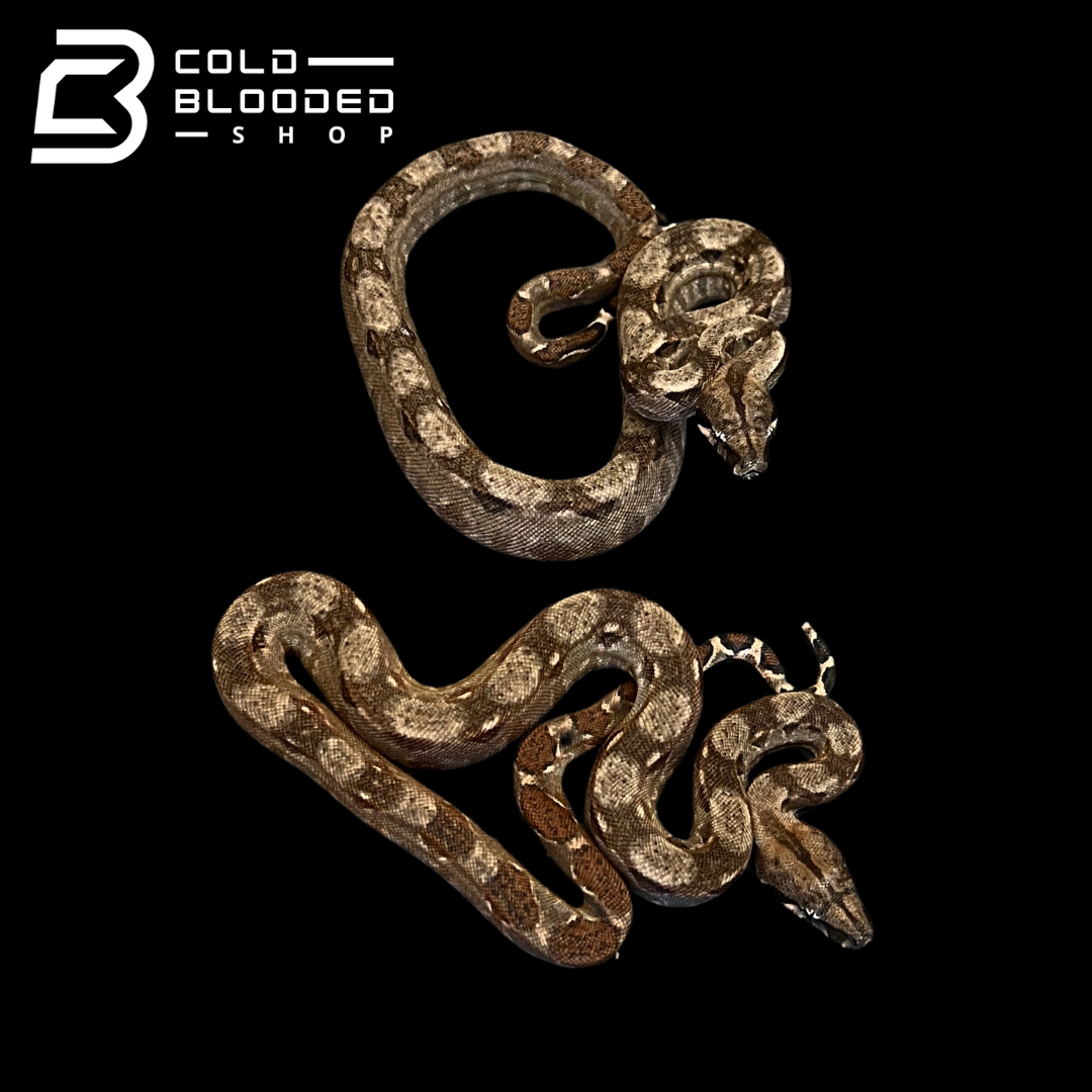 Baby Nicaraguan Boa Constrictors - Boa Constrictor Imperator