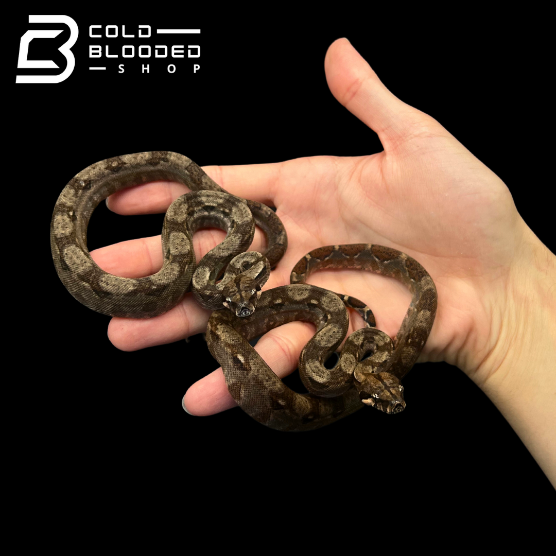 Baby Nicaraguan Boa Constrictors - Boa Constrictor Imperator