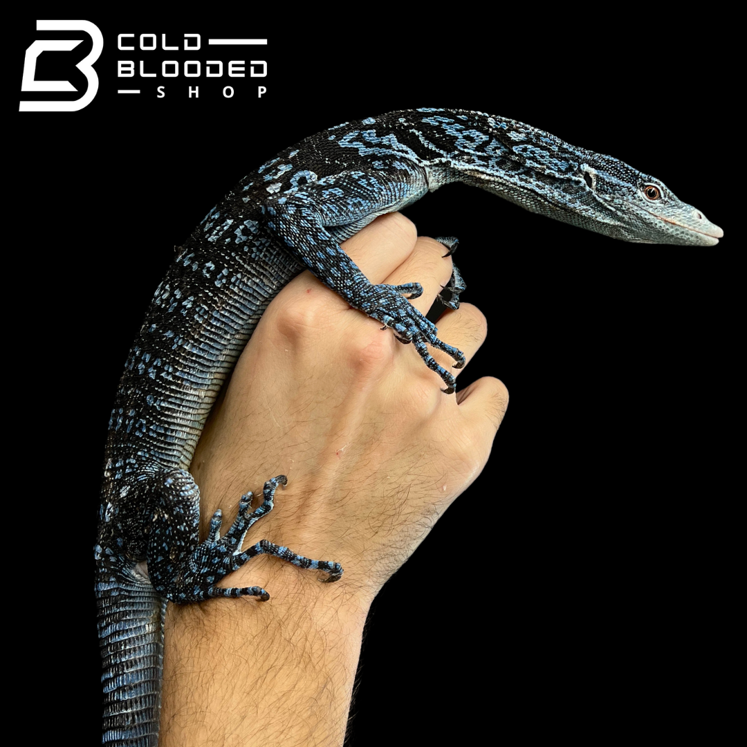 Adult Blue Tree Monitor - Varanus macraei for sale