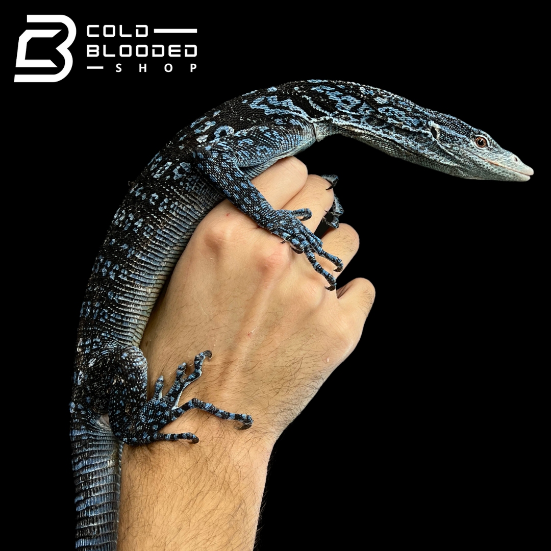 Adult Blue Tree Monitor - Varanus macraei - Cold Blooded Shop