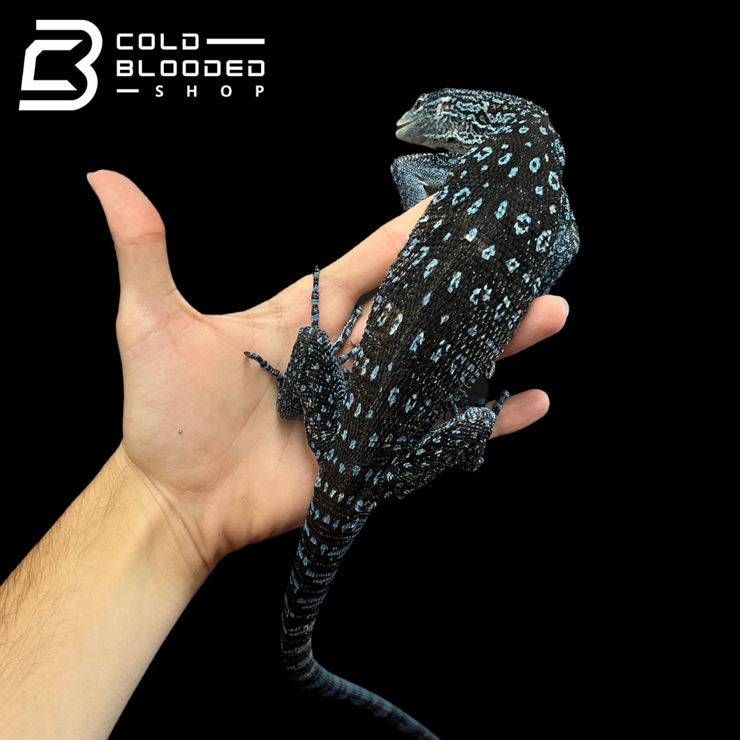 Adult Blue Tree Monitor - Varanus macraei - Cold Blooded Shop