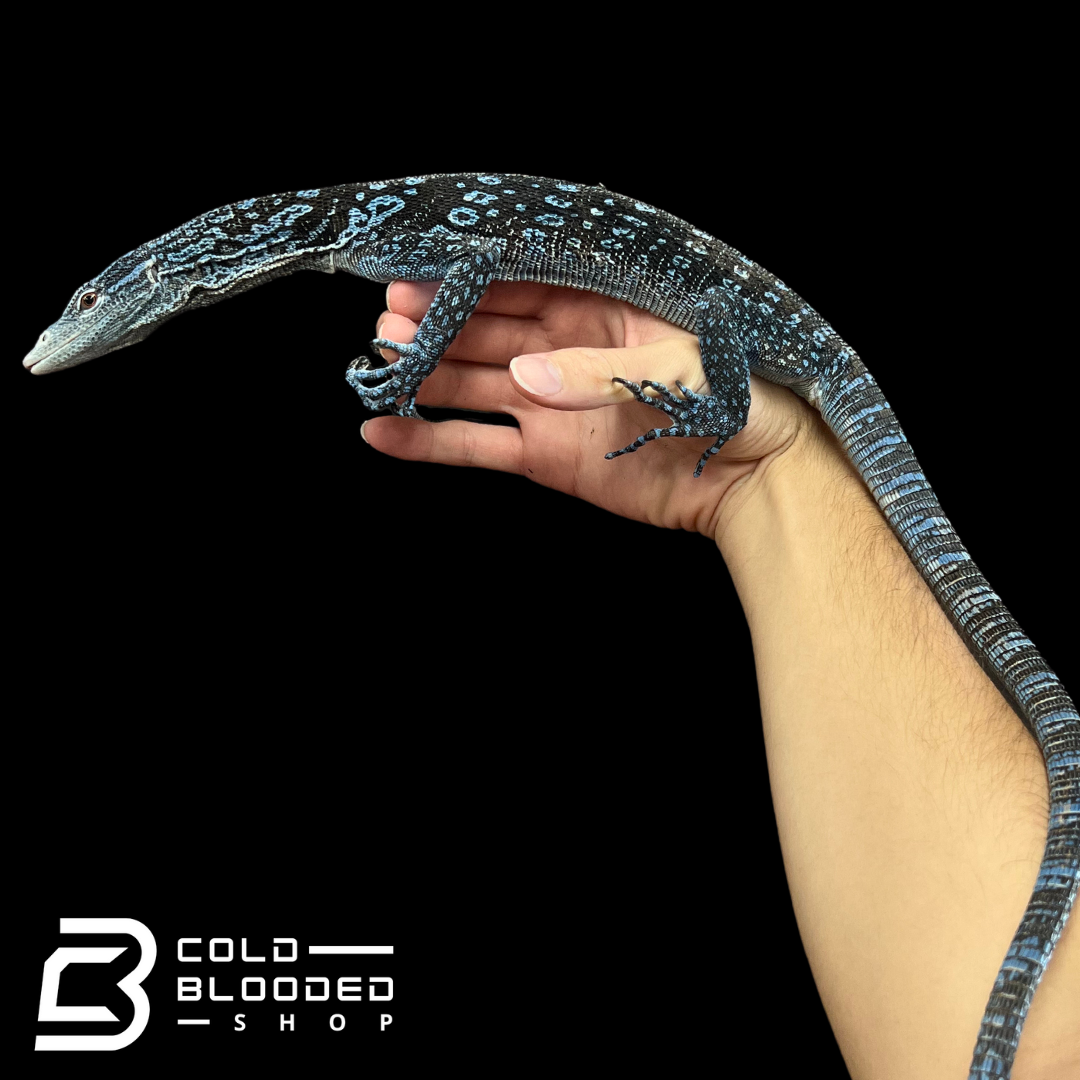 Adult Blue Tree Monitor - Varanus macraei - Cold Blooded Shop