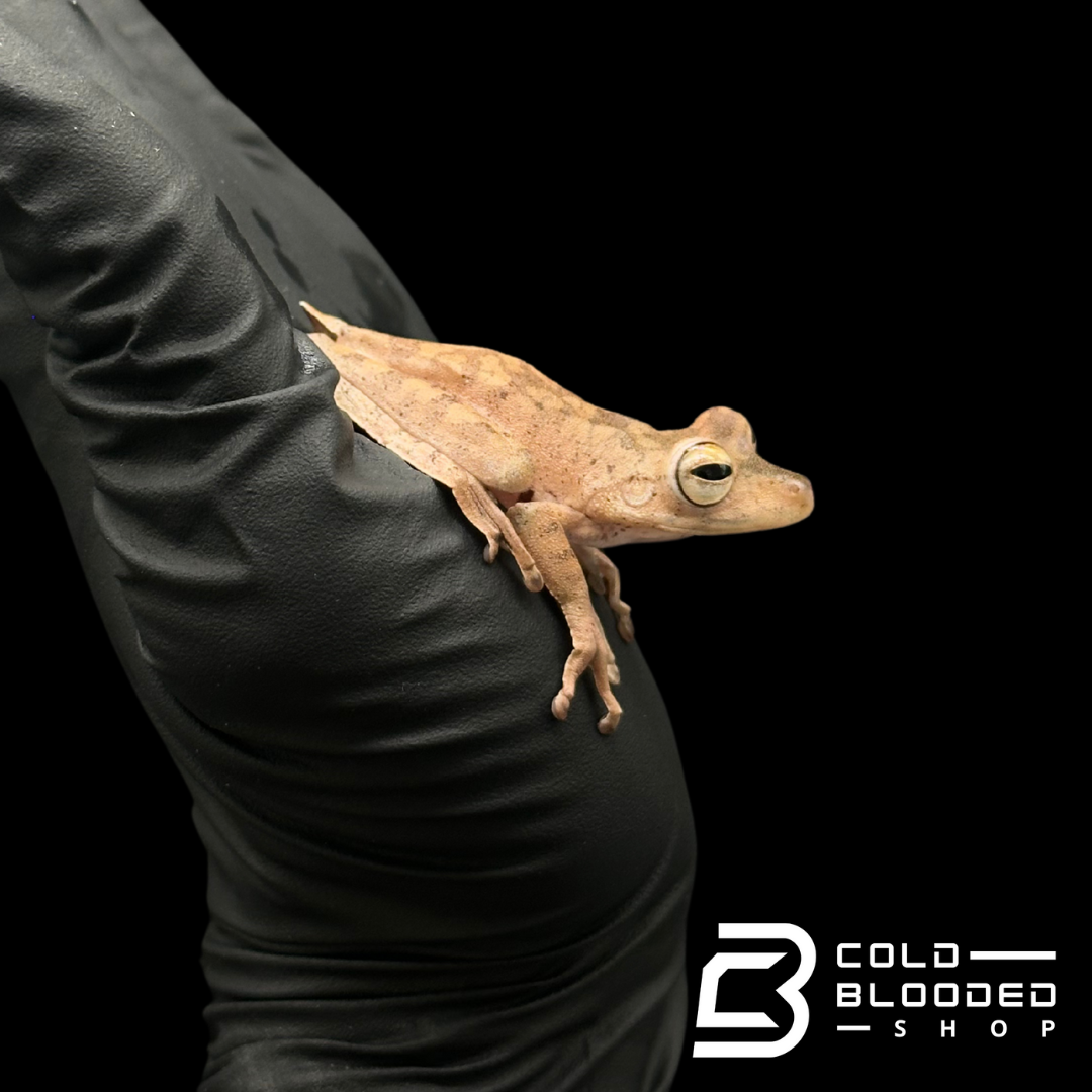 Convict Tree Frogs - Hypsiboas calcaratus