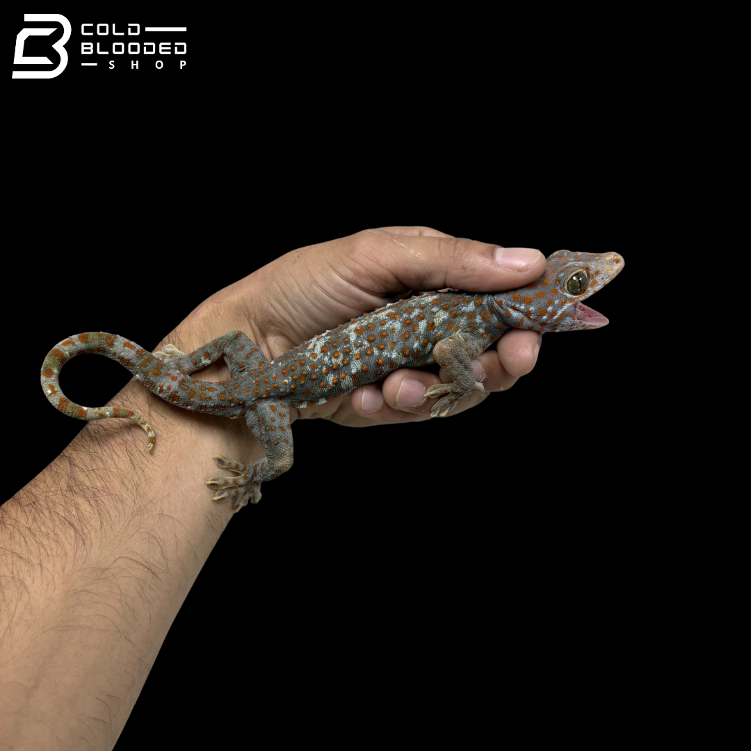 Adult Candy Paradox Tokay Gecko - Gekko gecko