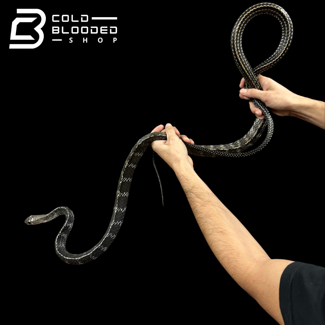 Adult Female Keeled Rat Snake - Ptyas Carinata #1