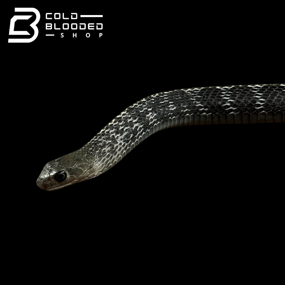 Adult Female Keeled Rat Snake - Ptyas Carinata #1