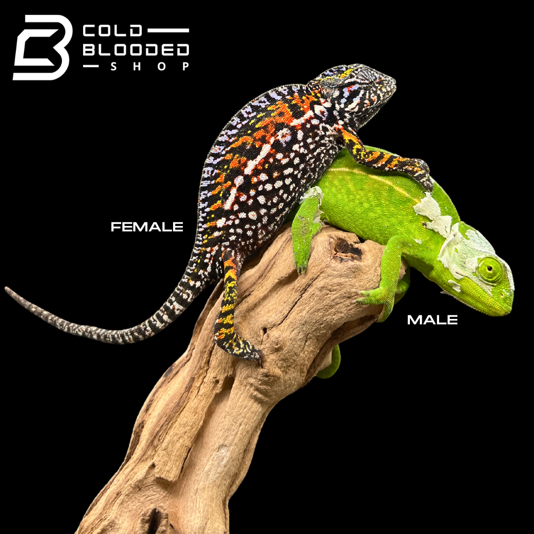 Carpet Chameleons - Furcifer lateralis