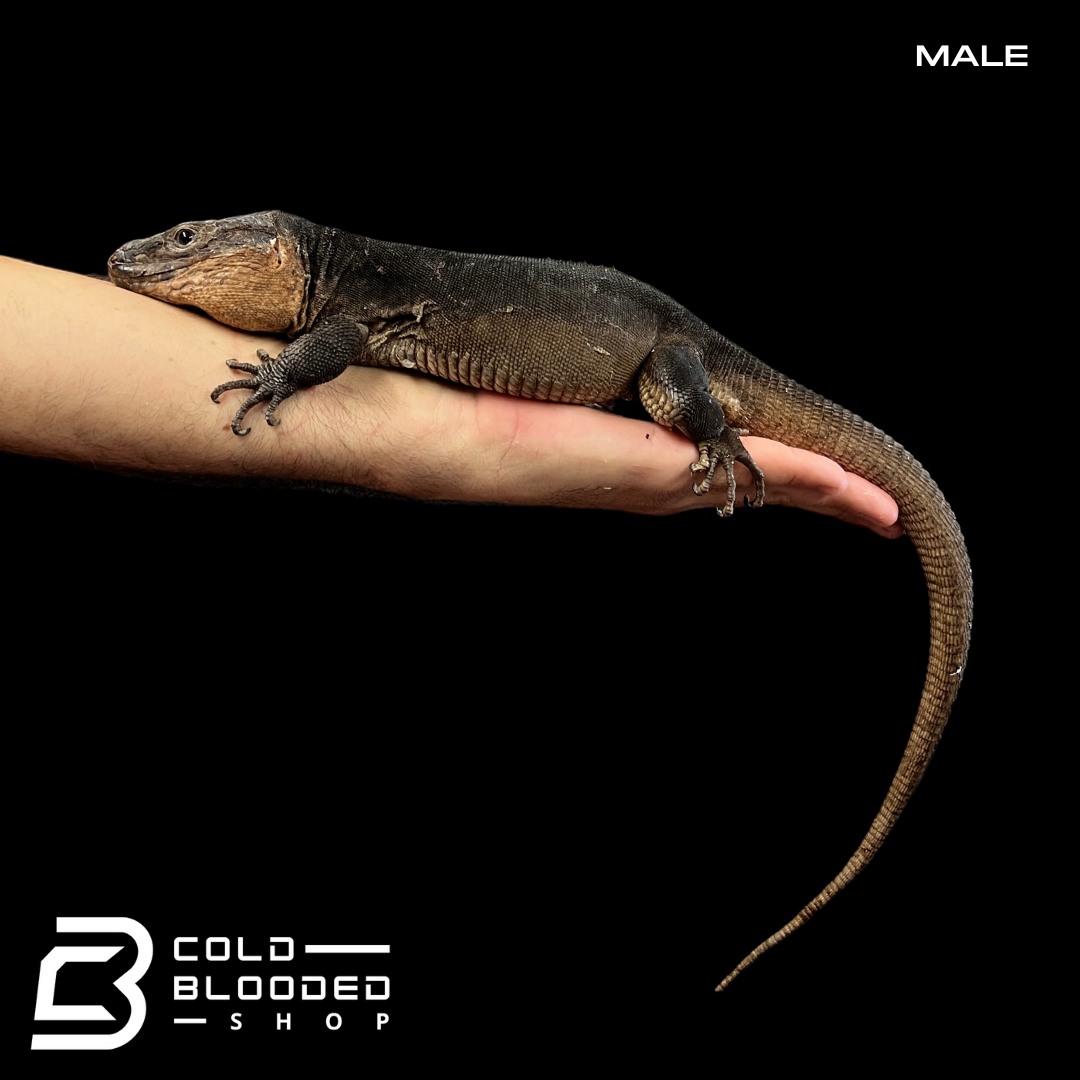 Pair of Adult Gran Canaria Giant Lizards - Gallotia stehlini