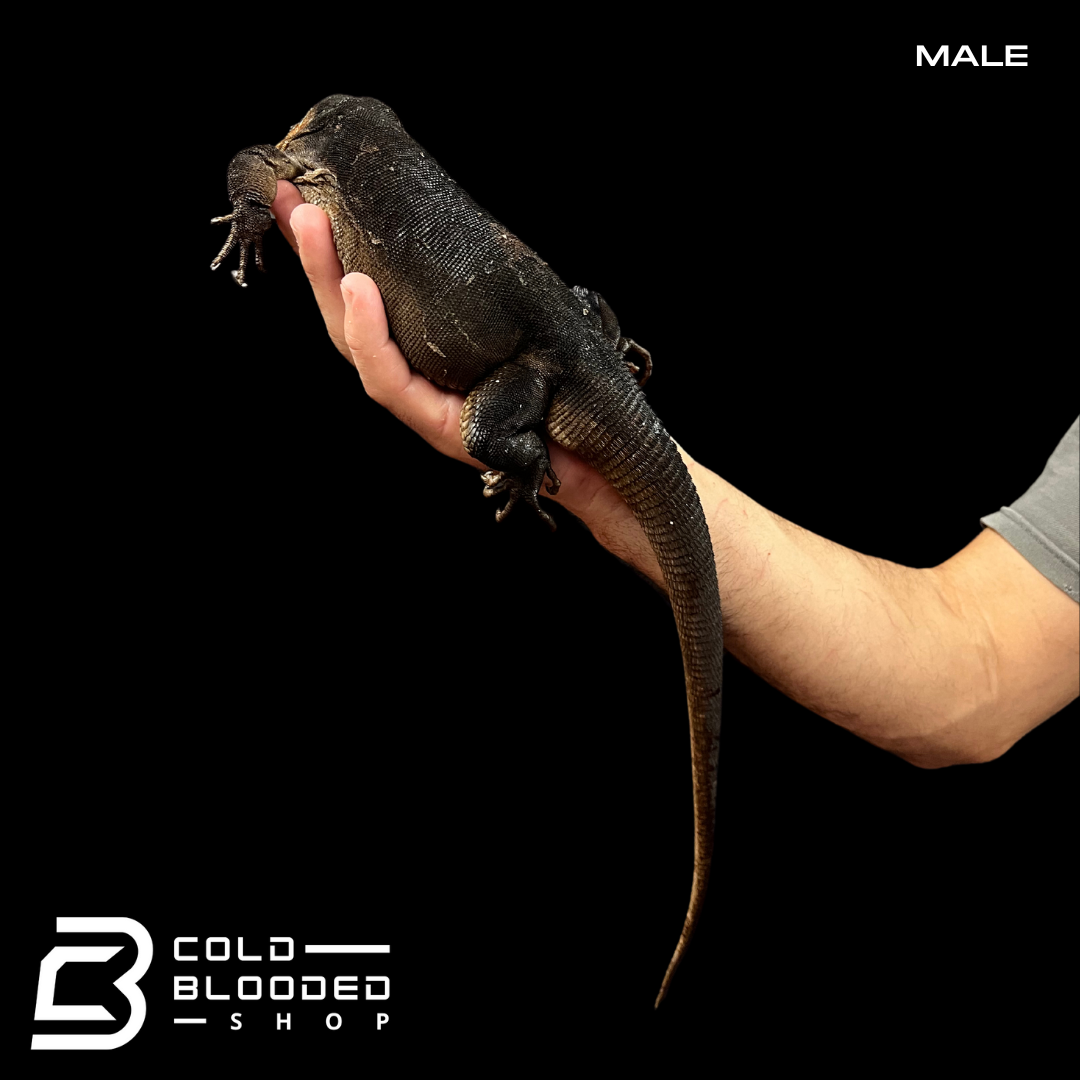 Pair of Adult Gran Canaria Giant Lizards - Gallotia stehlini