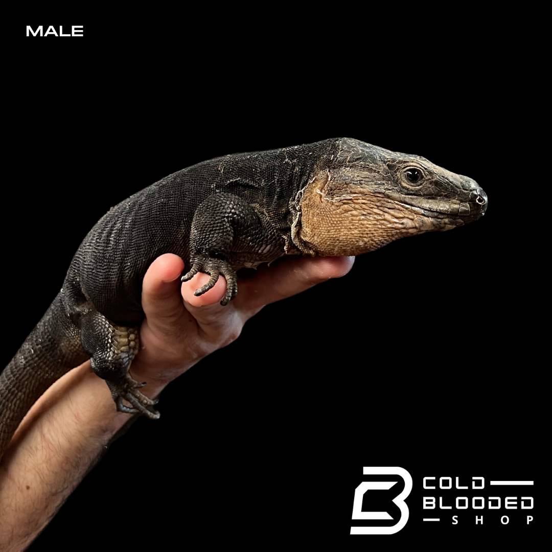 Pair of Adult Gran Canaria Giant Lizards - Gallotia stehlini
